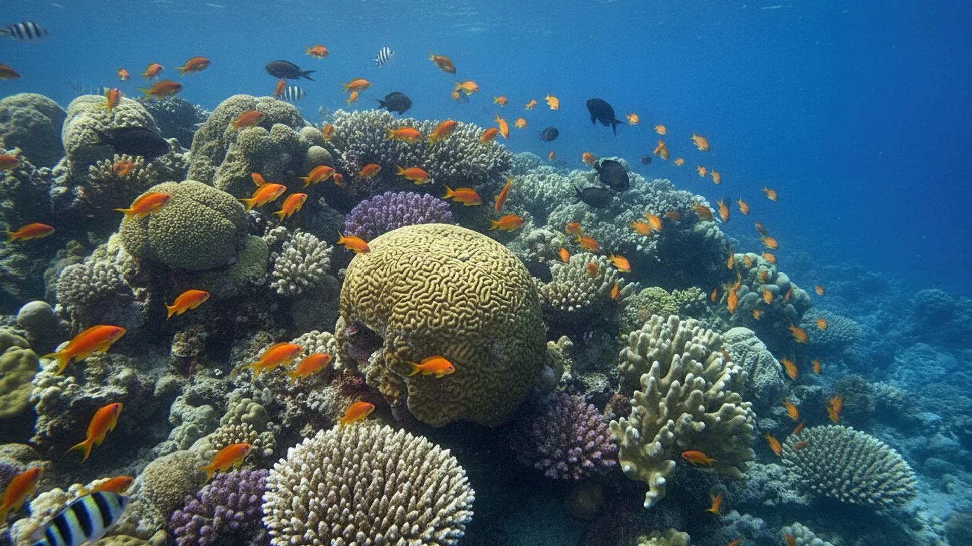 Snorkeling all'Atollo di Mnemba — Zanzibar